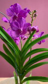 Орхидея Ванда подвесная ярко-розовая 