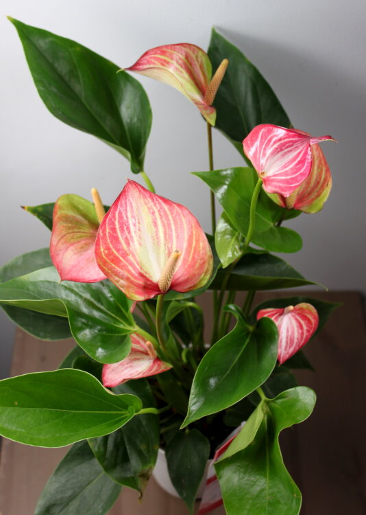 Антуриум Ливиум ⌀12 40 см 