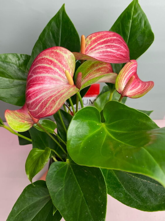 Антуриум Ливиум ⌀12 40 см 