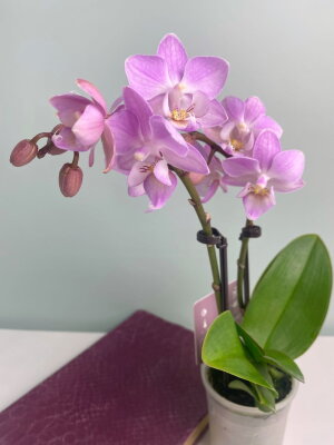 Орхидея Фаленопсис мини Розе ⌀6 20 см