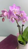 Орхидея Фаленопсис мини Розе 