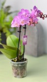 Орхидея Фаленопсис мини Розе ⌀6 20 см 