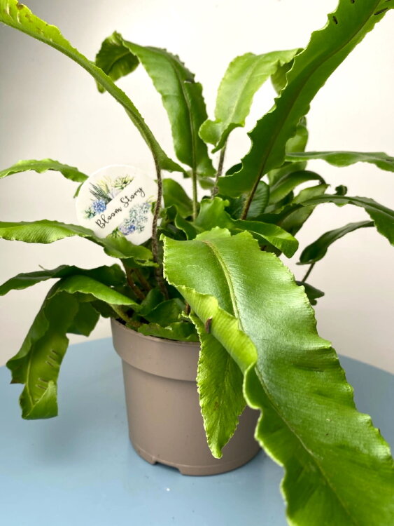 Асплениум Сколопендриум ⌀8 20 см 