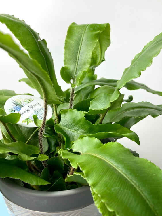 Асплениум Сколопендриум ⌀8 20 см 