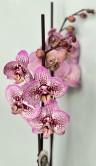 Орхидея Фаленопсис Блэк Страйп ⌀12 60 см 