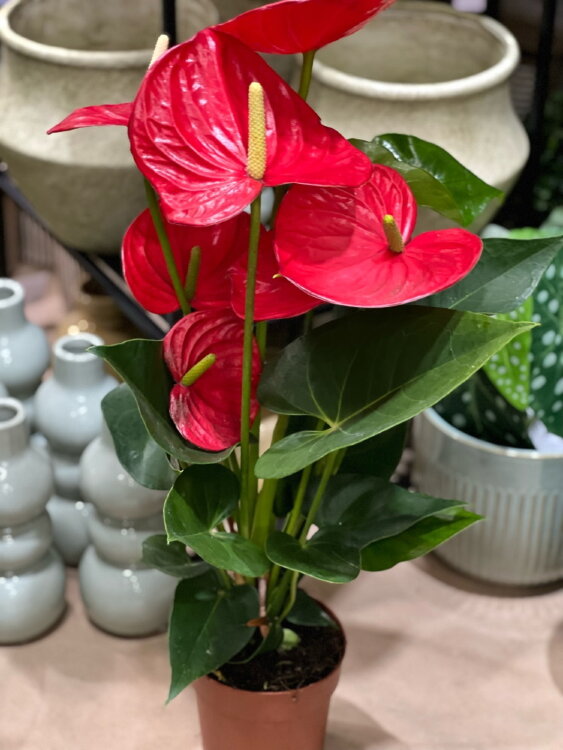 Антуриум Саксесс Ред ⌀12 40 см 