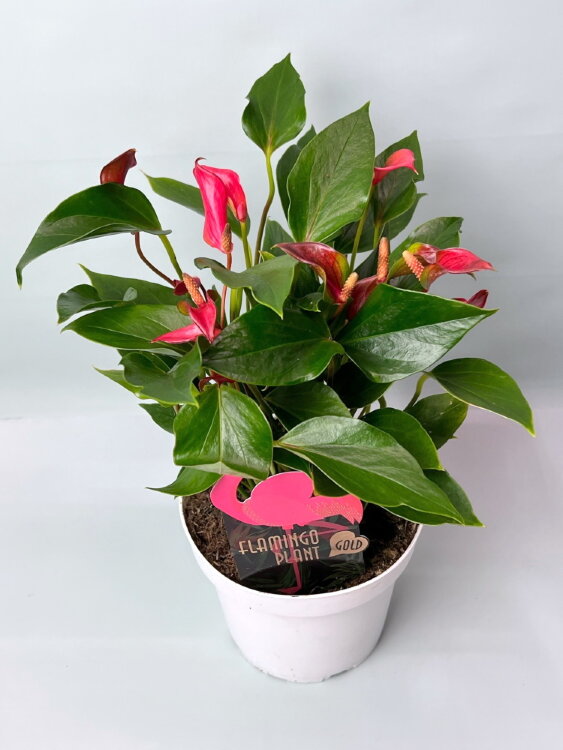 Антуриум Триллион Флауэрз ⌀12 30 см 