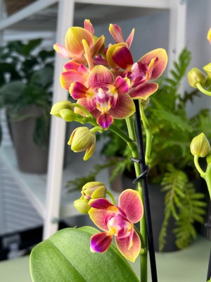 Орхидея Фаленопсис Калейдоскоп пелорик (Арома) ⌀12 35 см