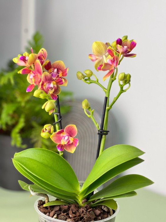 Орхидея Фаленопсис Калейдоскоп пелорик (Арома) ⌀12 35 см 