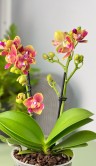 Орхидея Фаленопсис Калейдоскоп пелорик (Арома) ⌀12 35 см 