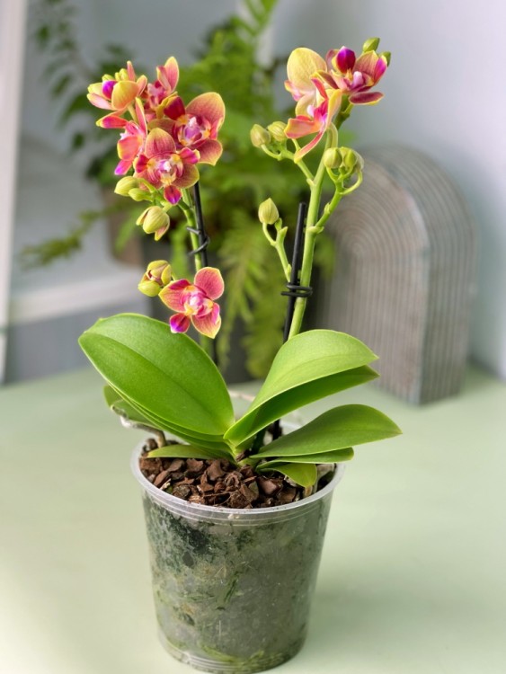 Орхидея Фаленопсис Калейдоскоп пелорик (Арома) ⌀12 35 см 