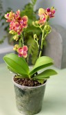Орхидея Фаленопсис Калейдоскоп пелорик (Арома) ⌀12 35 см 