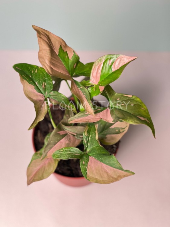 Сингониум Ред Спот ⌀12 25 см 