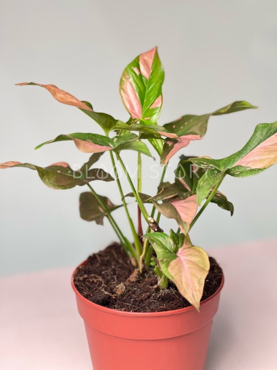 Сингониум Ред Спот ⌀12 25 см 