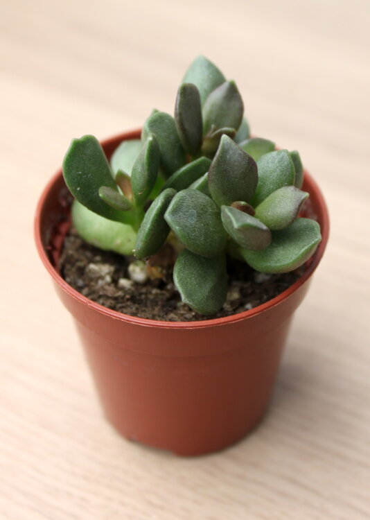 Адромискус Шулдианус 