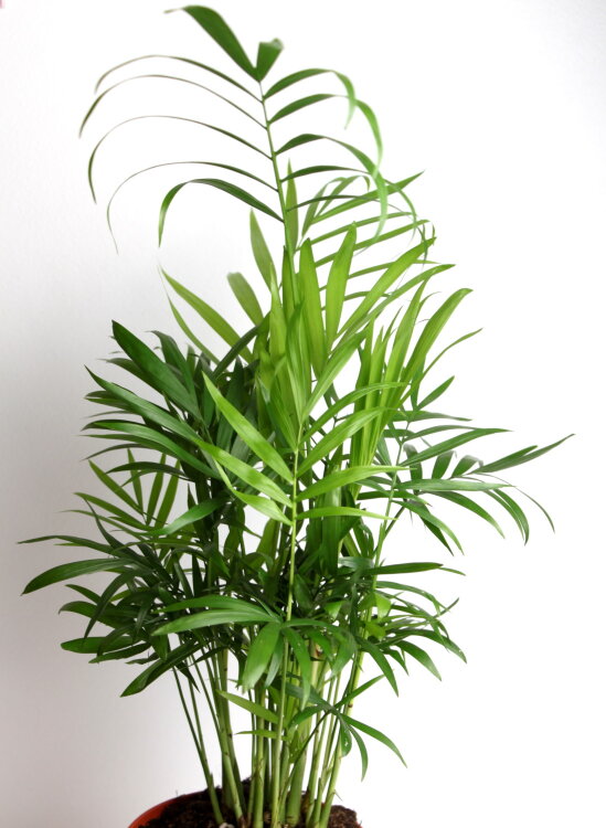 Хамедорея Элеганс  ⌀12 40 см 