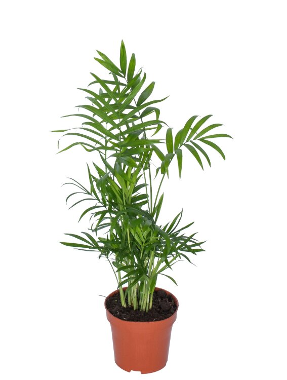 Хамедорея Элеганс  ⌀12 40 см  Хамедорея Элеганс  ⌀12 40 см