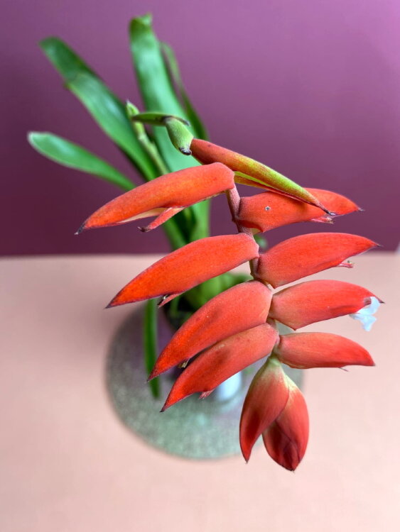 Тилландсия Дуера ⌀9 30 см 