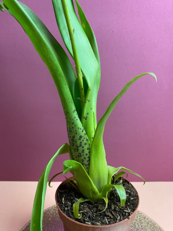 Тилландсия Дуера ⌀9 30 см 