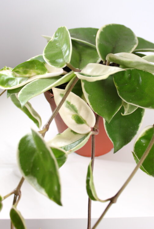 Хойя Карноза ⌀12 30 см 