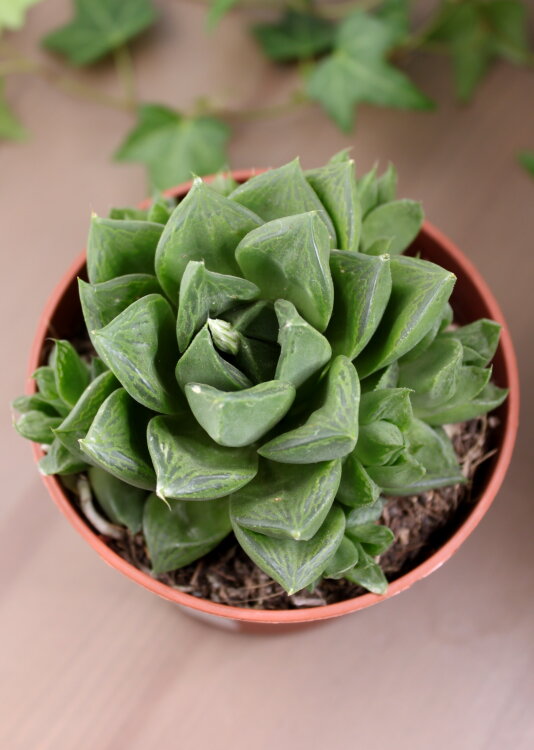 Хавортия Цимбиформис ⌀10 