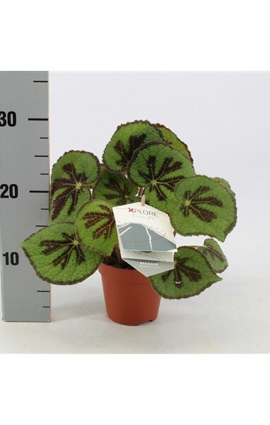 Бегония Мэсона ⌀12 