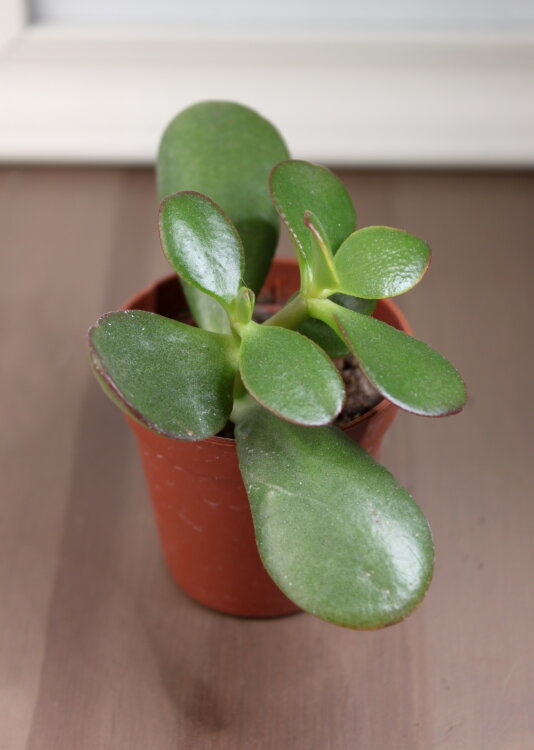 Крассула Овата ⌀5 10 см 