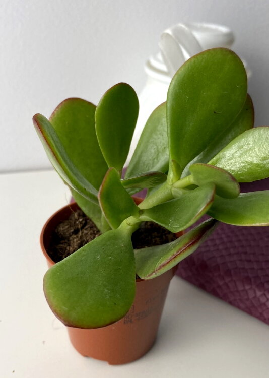 Крассула Овата ⌀5 10 см 