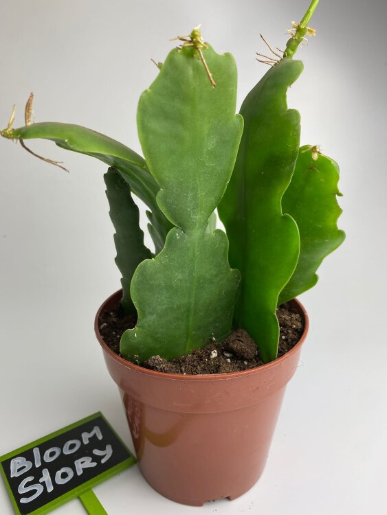 Эпифиллум Бивертейл ⌀12 