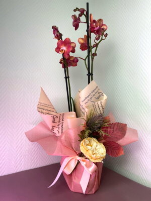 Орхидея Фаленопсис в подарочной упаковке
