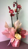 Орхидея Фаленопсис в подарочной упаковке 