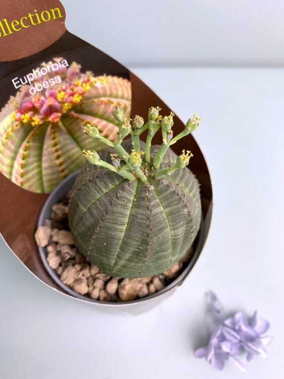 Эуфорбия Обеса ⌀7  Эуфорбия Обеса ⌀7