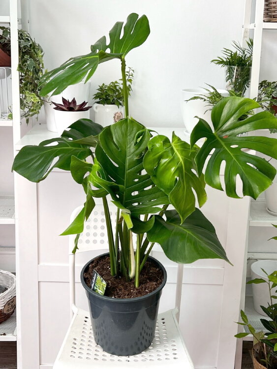 Монстера Делициоза ⌀24 80 см 