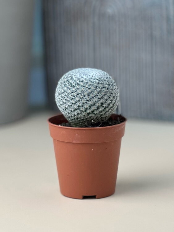 Маммиллярия Микрохелия ⌀5 