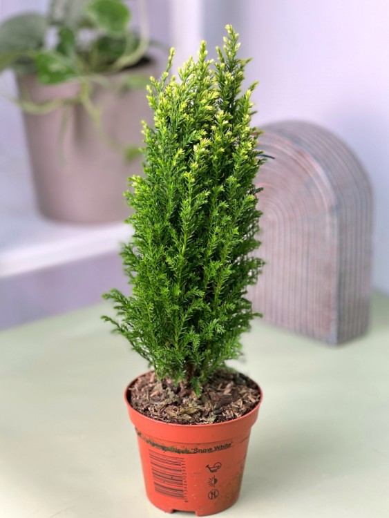 Кипарисовик Сноу Вайт ⌀9 30 см 