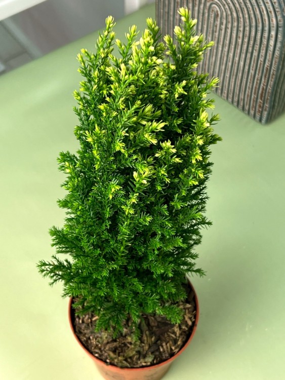 Кипарисовик Сноу Вайт ⌀9 30 см 