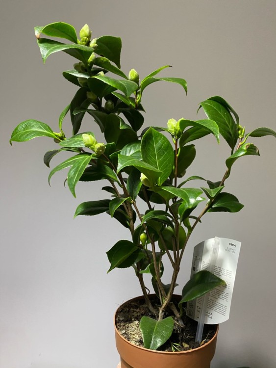 Камелия японская красная Санторели ⌀12 40 см 