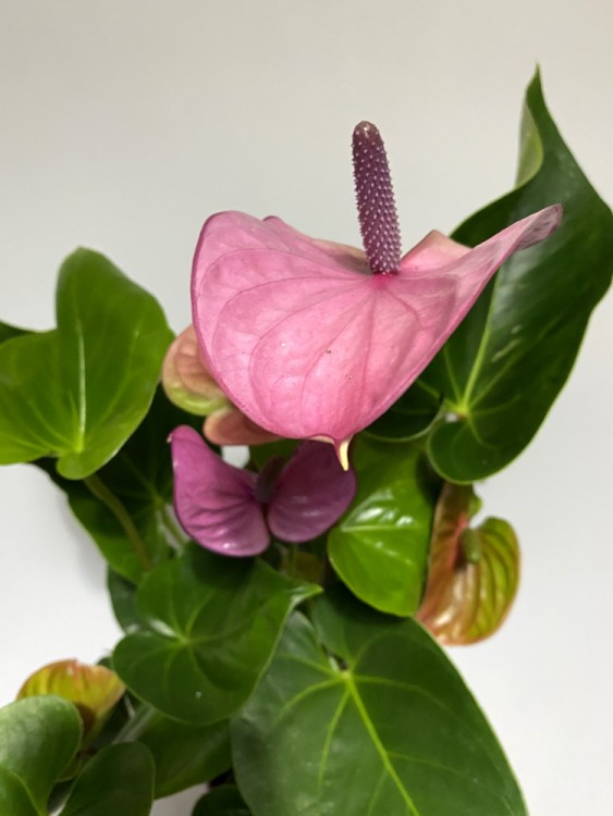 Антуриум Кавалли ⌀12 40 см 