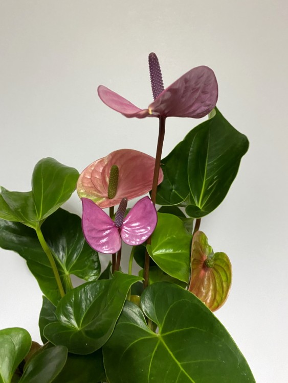 Антуриум Кавалли ⌀12 40 см 