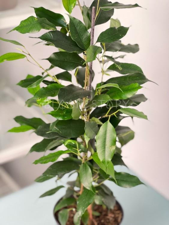 Фикус бенджамина Даниэль ⌀14 55 см  Фикус бенджамина Даниэль ⌀14 55 см