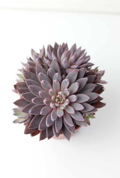 Граптопеталум Расби люкс 