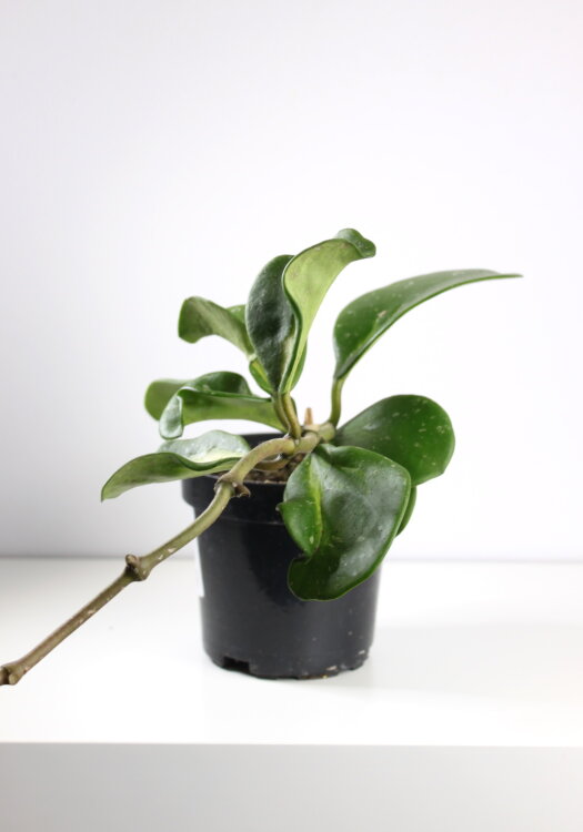 Хойя Обовата Сплеш  ⌀10 30 см 