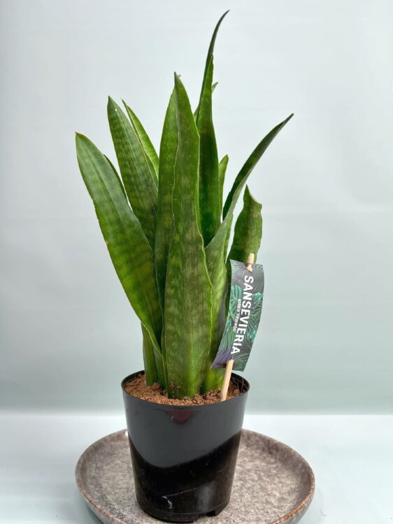 Сансевиерия Яваника ⌀12 35 см  Сансевиерия Яваника ⌀12 35 см