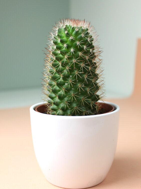 Маммиллярия Бакеберга  