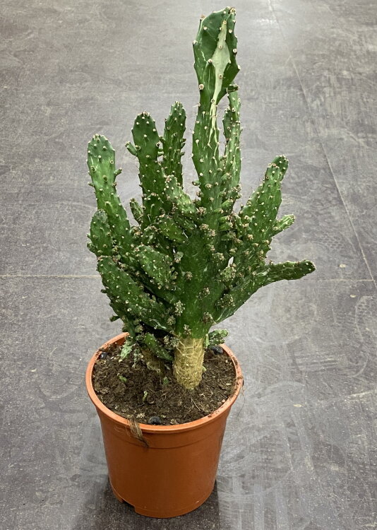 Опунция 45 см 