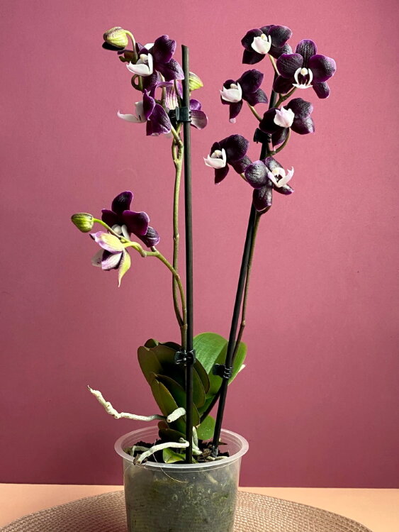 Орхидея Фаленопсис Блэк Видоу 2 ст 