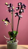 Орхидея Фаленопсис Блэк Видоу 2 ст 