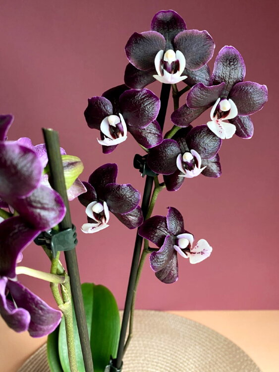 Орхидея Фаленопсис Блэк Видоу 2 ст 