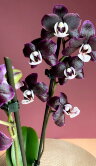 Орхидея Фаленопсис Блэк Видоу 2 ст 