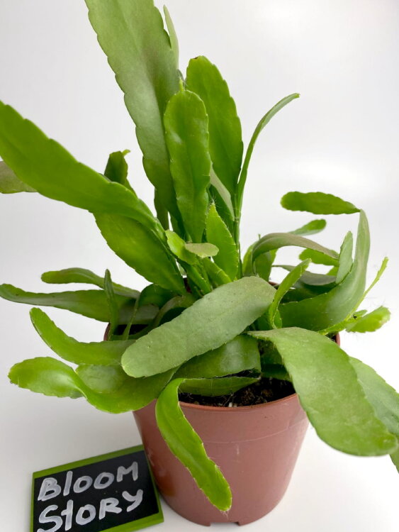 Рипсалис Ред Корал ⌀12 